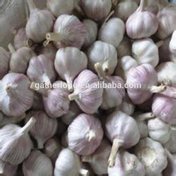 Offer Fresh Organic Garlic without Pesticide #1 image