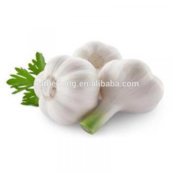 Offer Fresh Organic Garlic without Pesticide #4 image