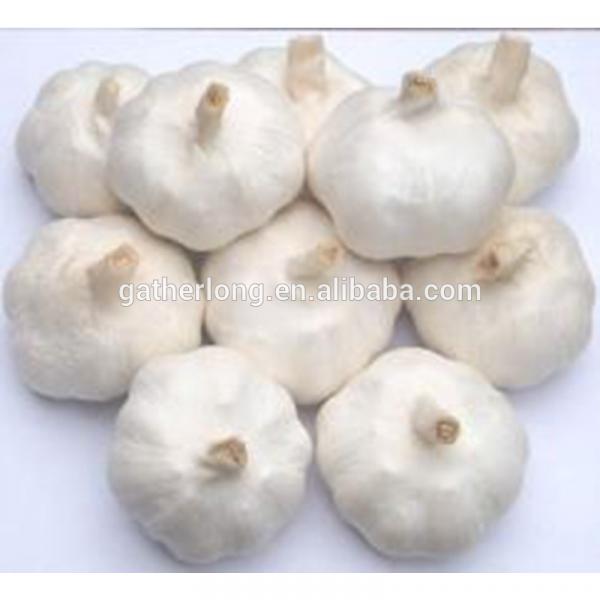 Supply 2017 crop farmer wholesale garlic in China #3 image