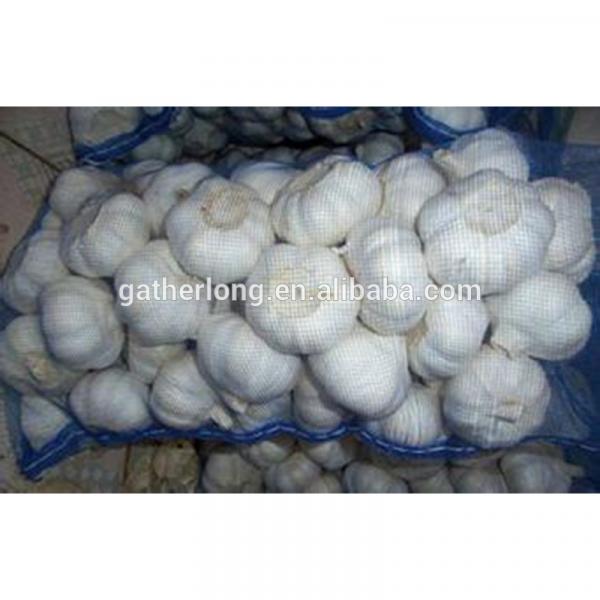 Wholesale Fresh Normal/Pure Natural Garlic with Factory Price #1 image