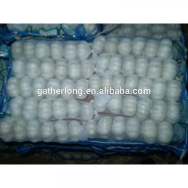 Wholesale Fresh Normal/Pure Natural Garlic with Factory Price #2 image