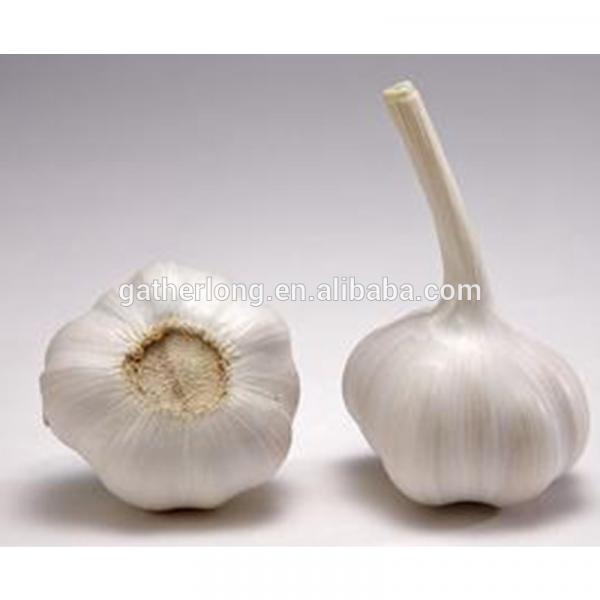 Wholesale Fresh Normal/Pure Natural Garlic with Factory Price #3 image