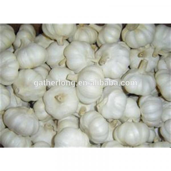 Wholesale Fresh Normal/Pure Natural Garlic with Factory Price #4 image