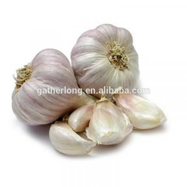 Wholesale Fresh Normal/Pure Natural Garlic with Factory Price #5 image