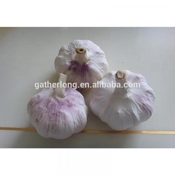 China Fresh Garlic 2017 Crop in Low Price #1 image