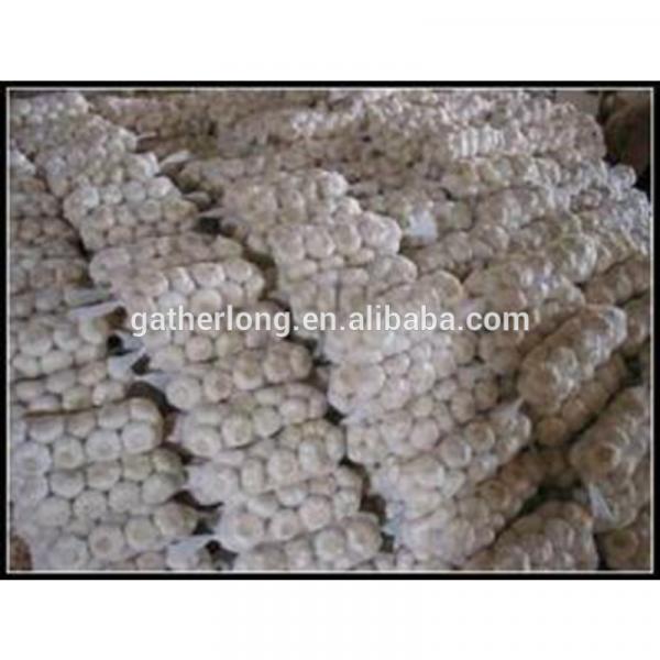 China Fresh Garlic 2017 Crop in Low Price #2 image