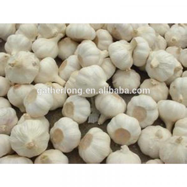 China Fresh Garlic 2017 Crop in Low Price #4 image