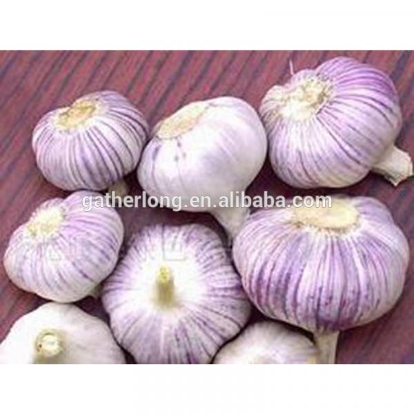China Fresh Garlic 2017 Crop in Low Price #5 image