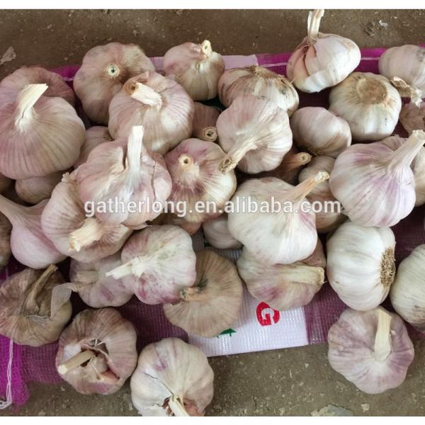 2017 Crop Normal White Garlic pack in 10kg/mesh bag #2 image