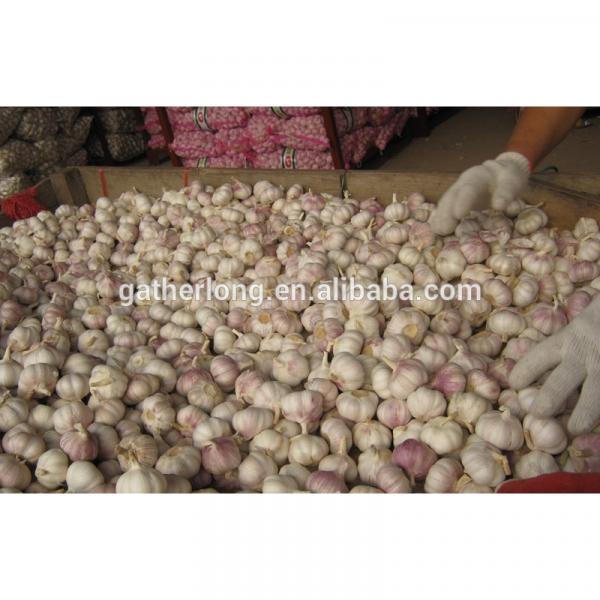 2017 Crop Normal White Garlic pack in 10kg/mesh bag #4 image