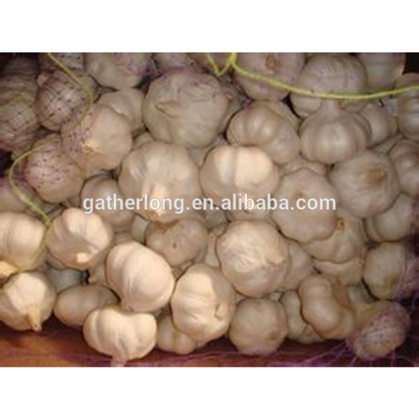 2017 Crop Normal White Garlic pack in 10kg/mesh bag #5 image
