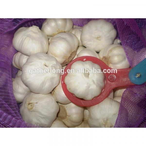 China Fresh Garlic with Good Taste #2 image