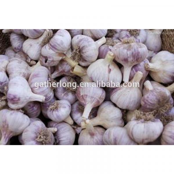 China Fresh Garlic with Good Taste #3 image