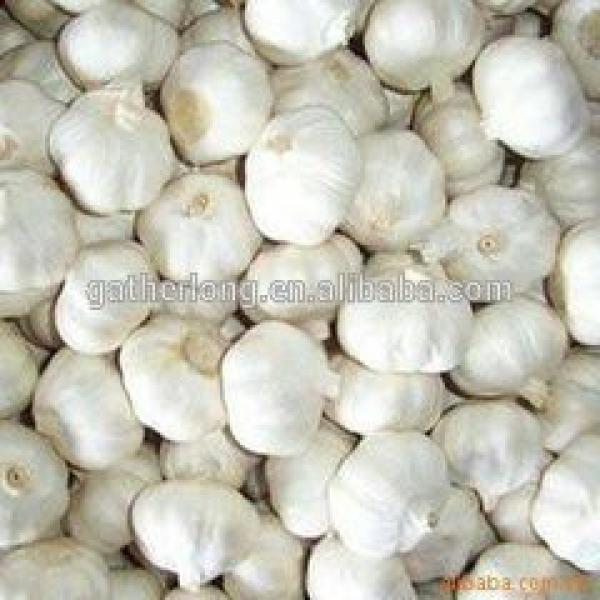 China Fresh Garlic with Good Taste #5 image