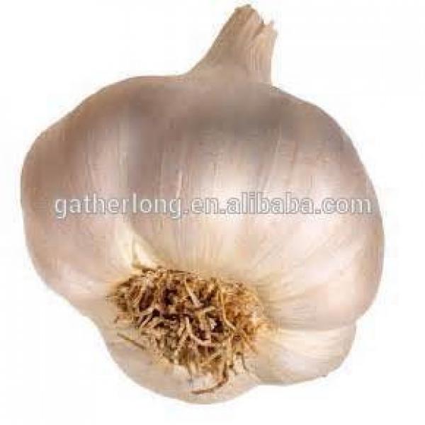 Provid Jinxiang Garlic #1 image