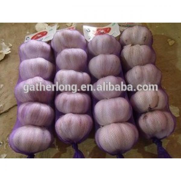 Provid Jinxiang Garlic #4 image