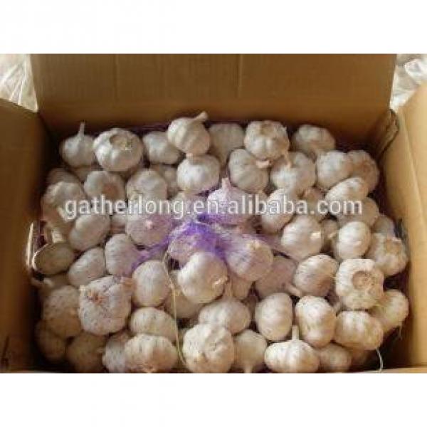 Provid Jinxiang Garlic #5 image
