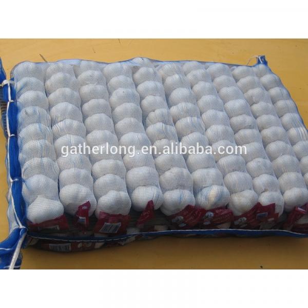 Supply China Garlic pack in 500g/sack,10kg /mesh bag of Fiji Market #1 image