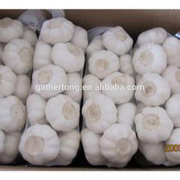 Supply China Garlic pack in 500g/sack,10kg /mesh bag of Fiji Market #2 image