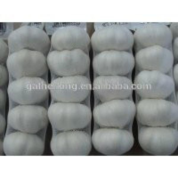 Supply China Garlic pack in 500g/sack,10kg /mesh bag of Fiji Market #3 image