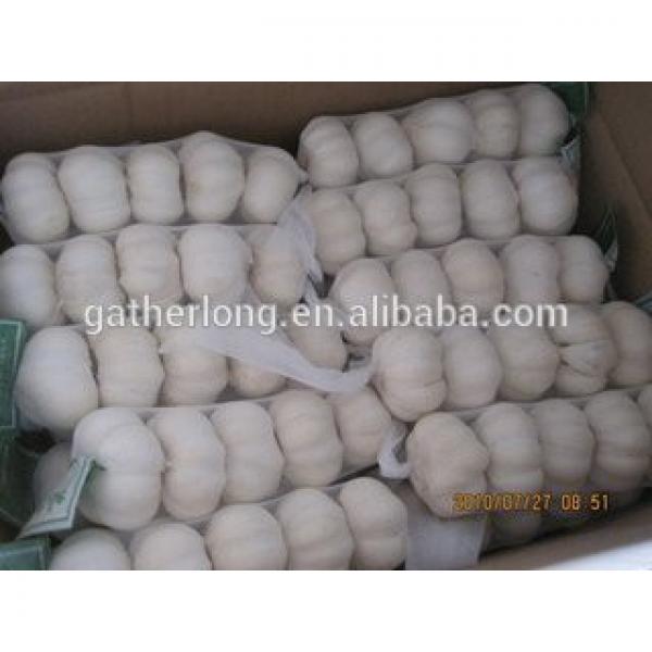 Supply China Garlic pack in 500g/sack,10kg /mesh bag of Fiji Market #4 image
