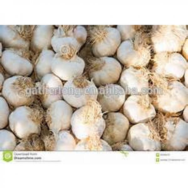 Supply China Garlic pack in 500g/sack,10kg /mesh bag of Fiji Market #5 image