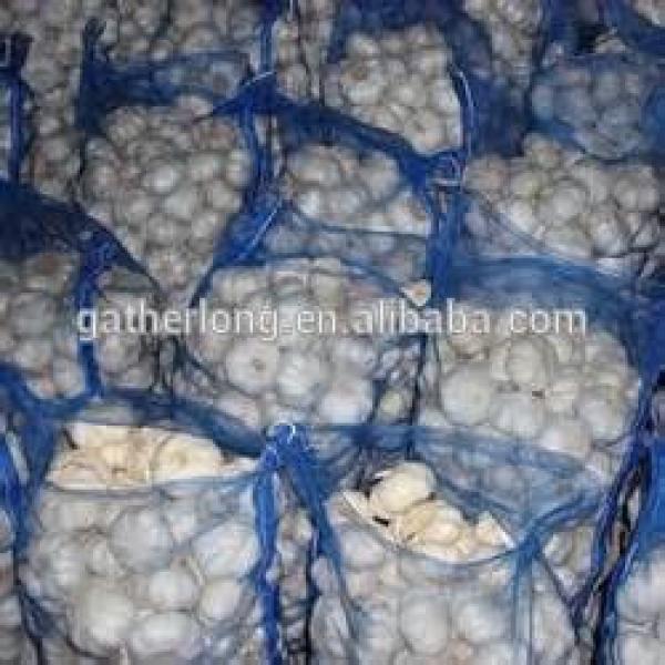 China Garlic Golden Supplier #1 image
