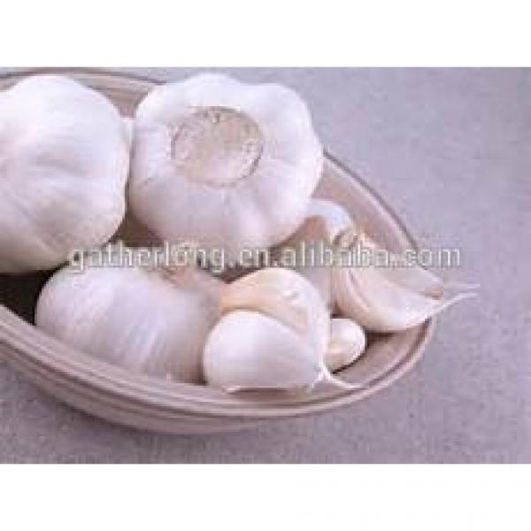 China Garlic Golden Supplier #2 image