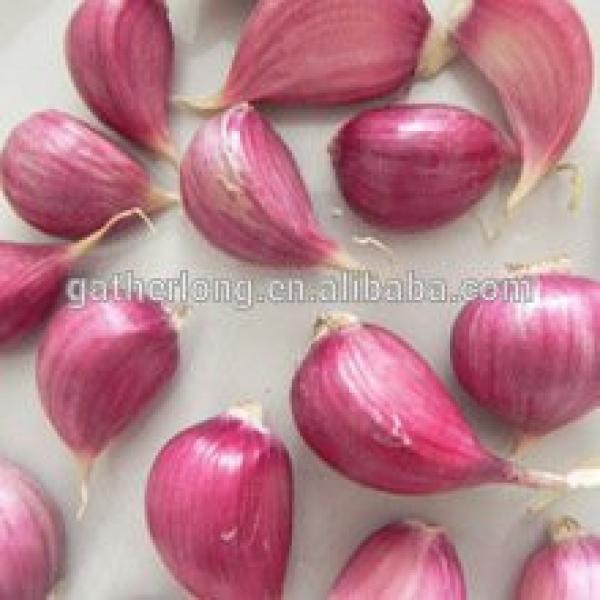 Red/Pink/Purple/Violet Garlic in Hot Sale #1 image