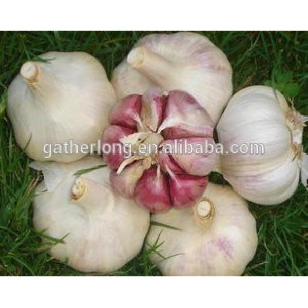 Red/Pink/Purple/Violet Garlic in Hot Sale #4 image