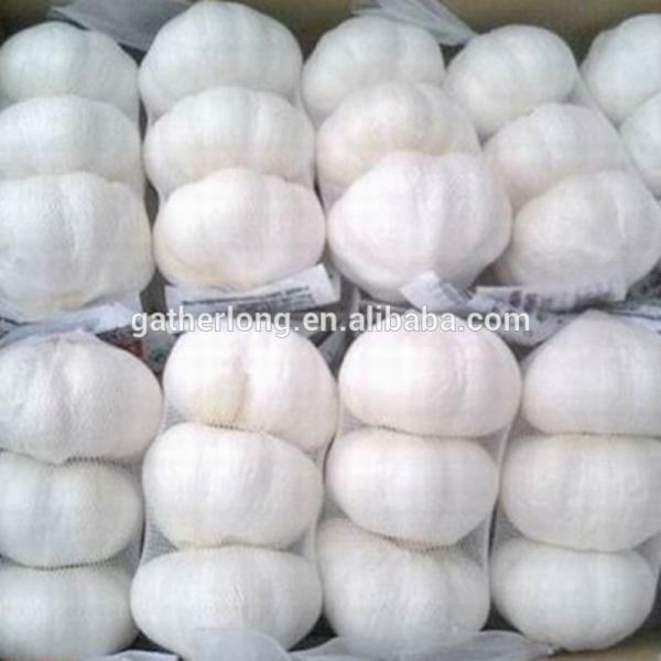 Normal White Garlic pack in 3p/sack, 10kg/carton #1 image