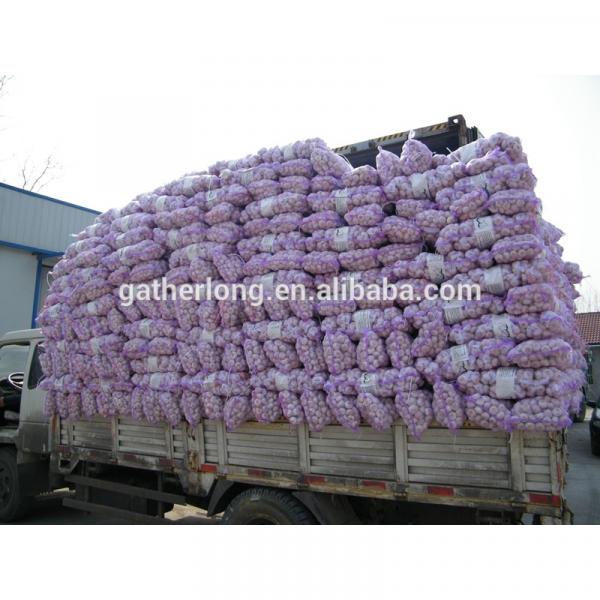 Normal White Garlic pack in 3p/sack, 10kg/carton #2 image