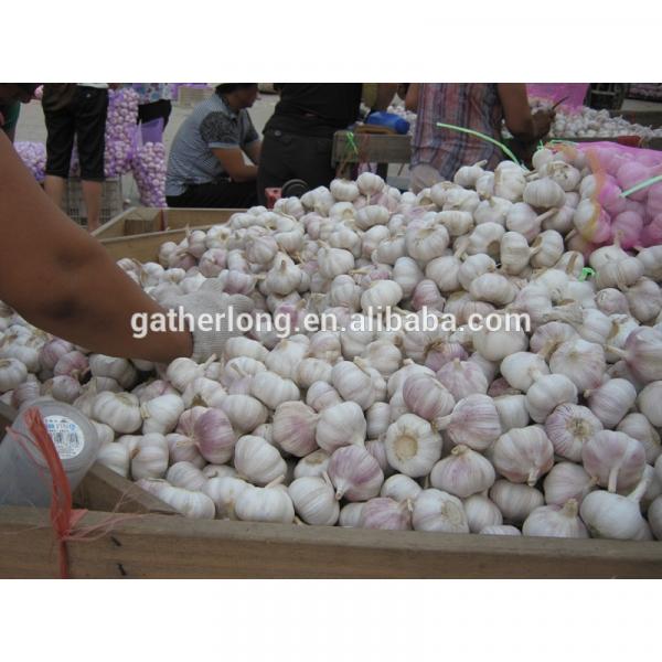 Normal White Garlic pack in 3p/sack, 10kg/carton #4 image
