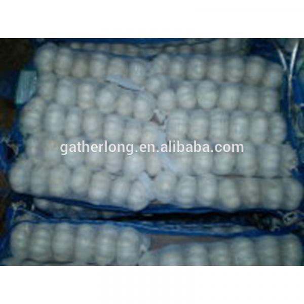 Normal White Garlic pack in 3p/sack, 10kg/carton #5 image