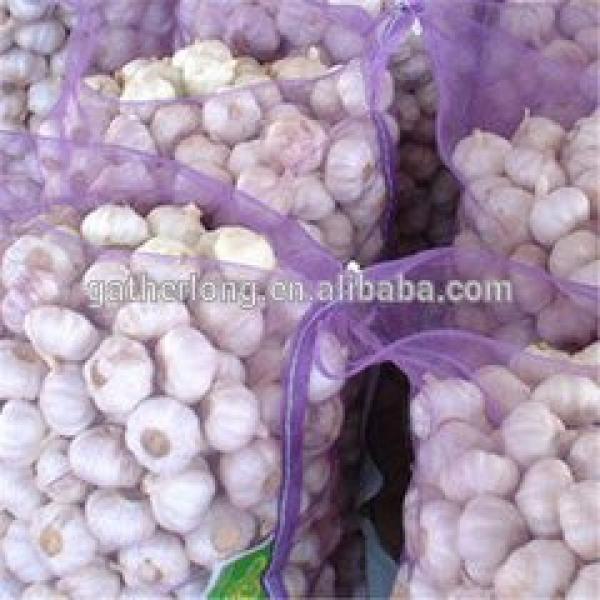 Supply Frresh Garlic in Reasnale Price #1 image