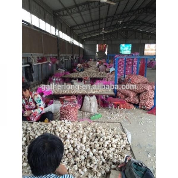Supply Frresh Garlic in Reasnale Price #2 image