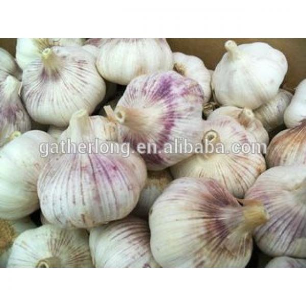 Supply Frresh Garlic in Reasnale Price #3 image