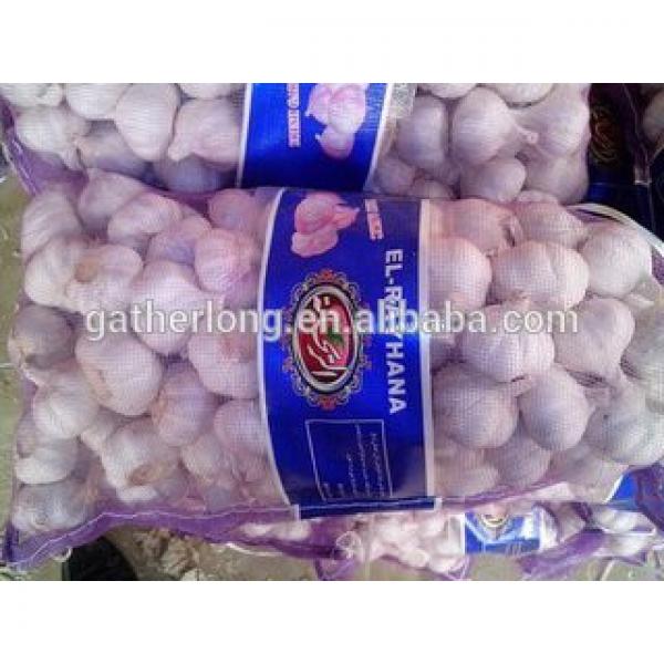 Supply Frresh Garlic in Reasnale Price #4 image