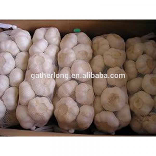 Supply Frresh Garlic in Reasnale Price #5 image