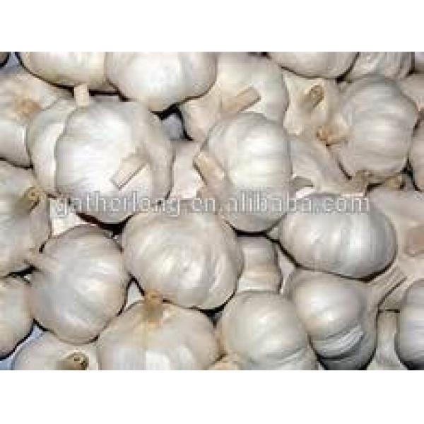 Normal White Garlic bulbs available for Shipment #2 image