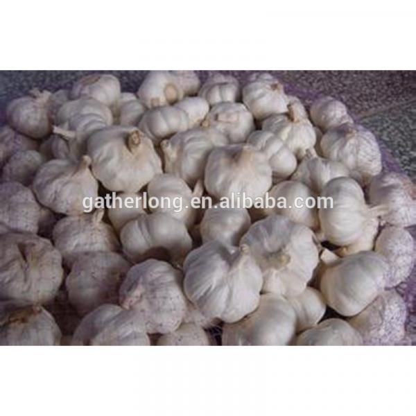 Normal White Garlic bulbs available for Shipment #3 image
