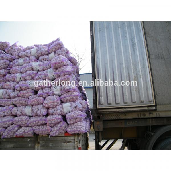 Normal White Garlic bulbs available for Shipment #4 image