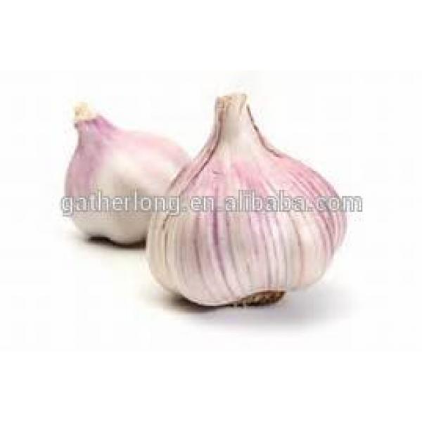 Haccp of China Garlic with High Quality #1 image