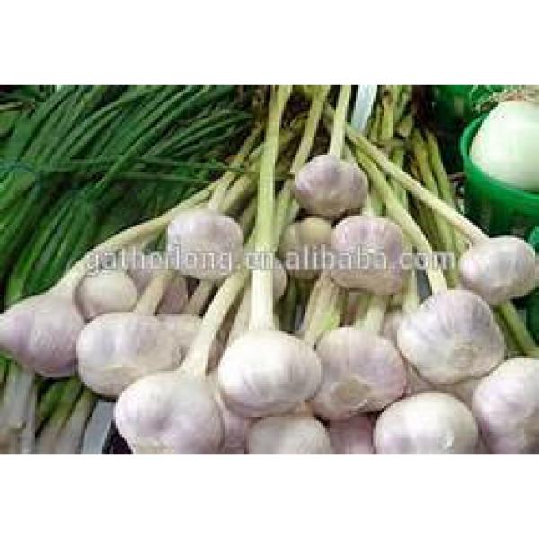 Haccp of China Garlic with High Quality #2 image