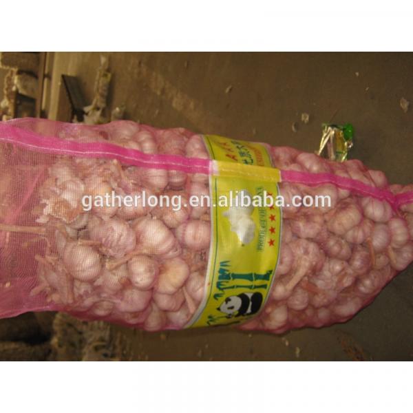 Haccp of China Garlic with High Quality #4 image