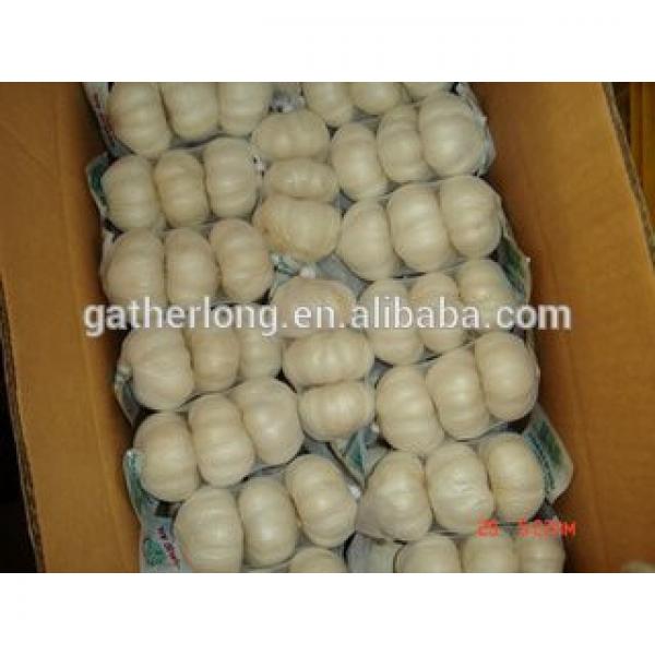Buy/Import Jinxiang Organic Garlic #2 image