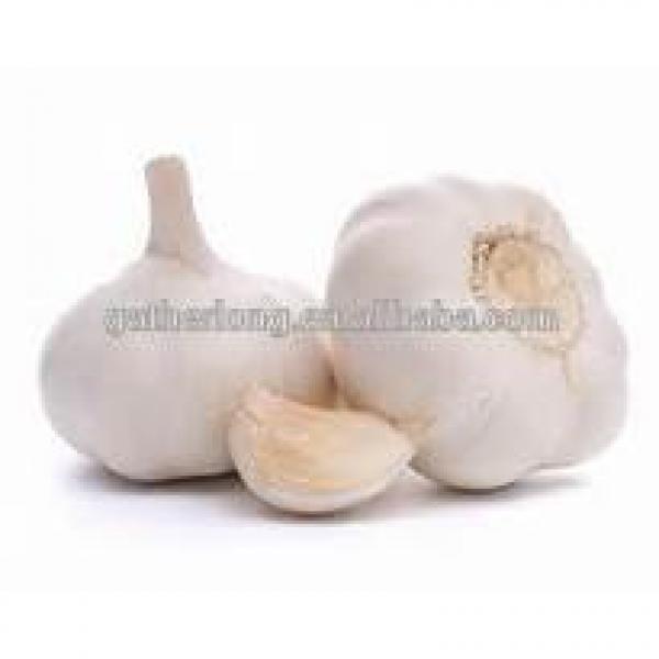 Buy/Import Jinxiang Organic Garlic #5 image