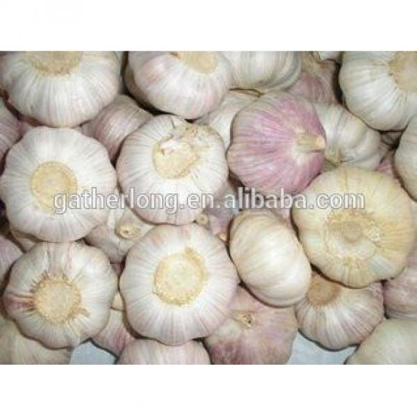 Ali/Alho/Ajo/Garlic of Spice Vegetable #5 image