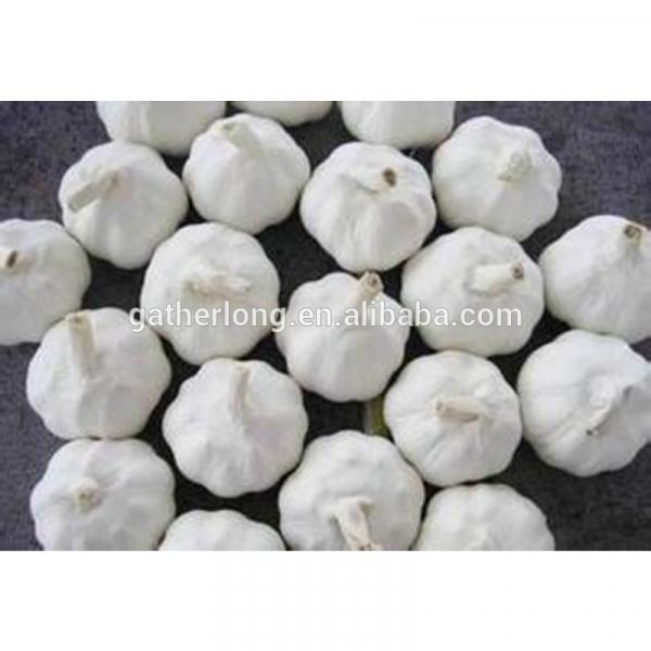 Wholesale Alibaba Normal White Garlic in Great Price #3 image