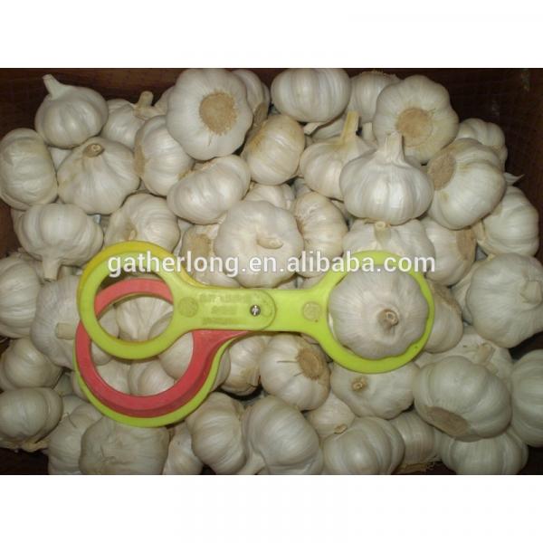 Wholesale Alibaba Normal White Garlic in Great Price #5 image